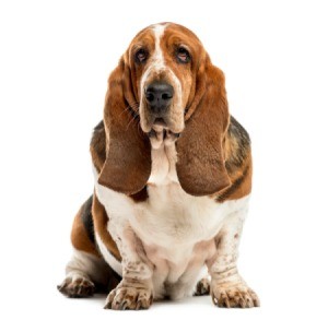 An adult basset hound on a white background.