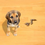 A non housebroken puppy on a wood floor next to an accident.