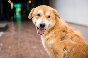 A dog with a severe skin condition.