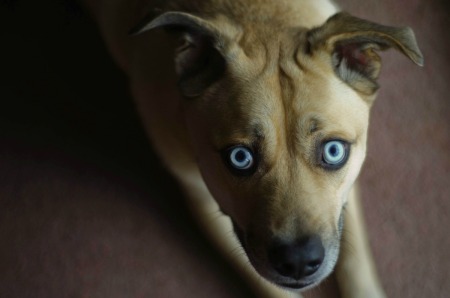 A German Shepherd and Siberian Husky mix puppy.