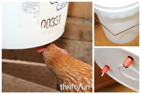 DIY Bucket Chicken Waterer
