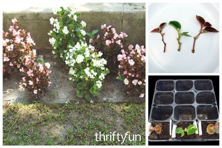 Growing Begonias from Cuttings
