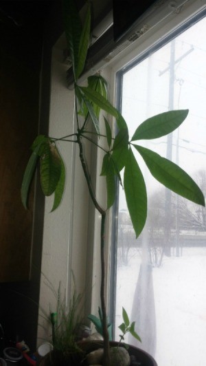 Identifying a Houseplant - tall single stemmed plant with long lance shaped leaves