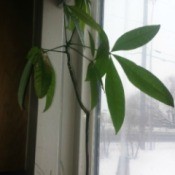 Identifying a Houseplant - tall single stemmed plant with long lance shaped leaves