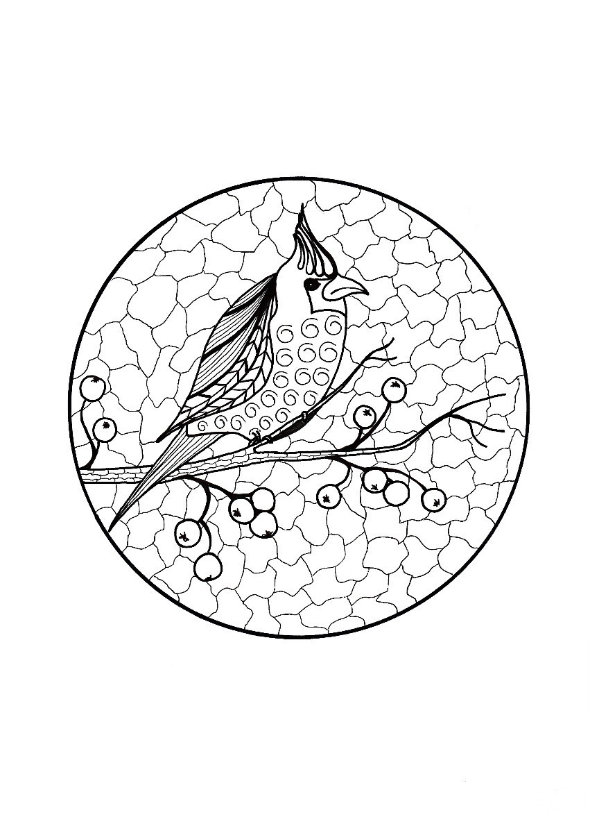 Download Cardinal On Branch Adult Coloring Page Thriftyfun