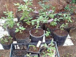 Using Rooting Hormones And Other Agents - butterfly bush cuttings a various stages of growth