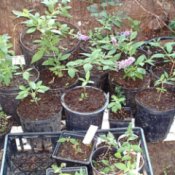 Using Rooting Hormones And Other Agents - butterfly bush cuttings a various stages of growth