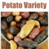 Picking a Potato Variety