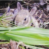 A litter of bunnies in a field.