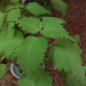 What Is This Houseplant? - tall single stemmed plant with medium green serrated leaves