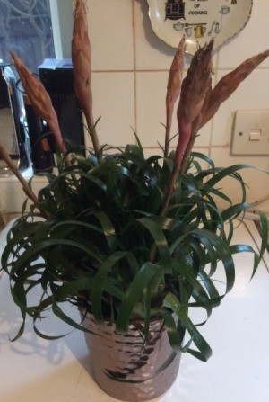 What Is This Houseplant? - bromeliad looking plant