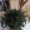 What Is This Houseplant? - bromeliad looking plant