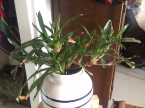 What Is This Houseplant? rangy houseplant with multiple stems and draping growth habit