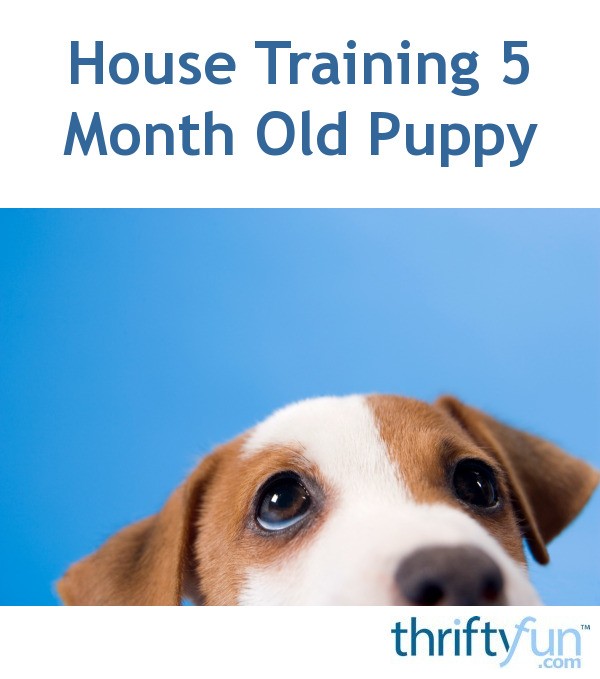 House Training 5 Month Old Puppy? ThriftyFun