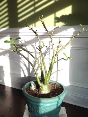 What Is This Houseplant? nearly leafless multi branched potted plant with thick base