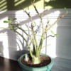 What Is This Houseplant? nearly leafless multi branched potted plant with thick base