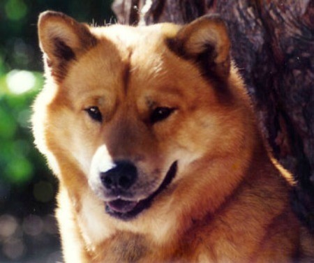 chow chow siberian husky mix