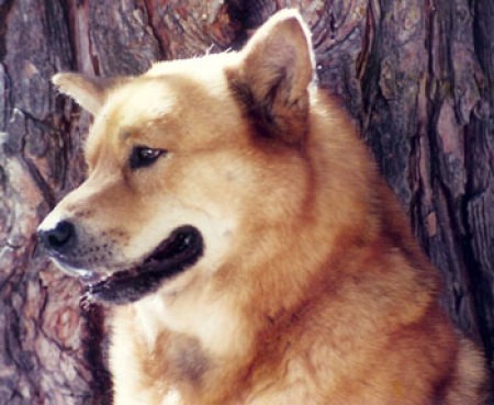 Bubba Bear (Chow-Siberian Husky)