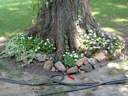 A flowerbed around a large tree trunk.