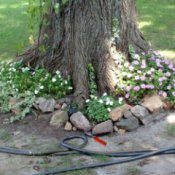 A flowerbed around a large tree trunk.