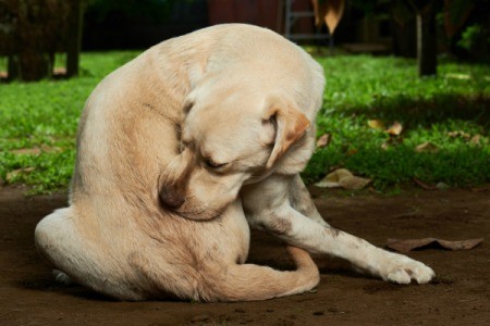 A dog biting a hot spot on his side.