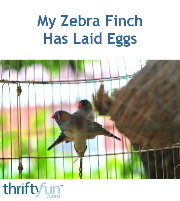 My Zebra Finch Has Laid Eggs ThriftyFun