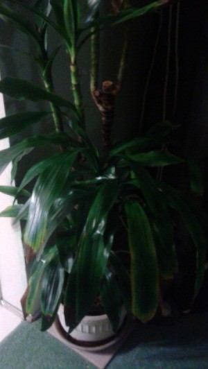 What Is This HousePlant? - dark photo of plant that looks like a Dracaena fragrans