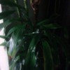 What Is This HousePlant? - dark photo of plant that looks like a Dracaena fragrans
