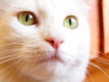 Chicha (Cat) - closeup of white cat with green eyes