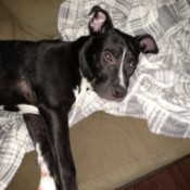 Is My Dog a Pit Bull?