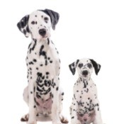 Research Before Getting a New Puppy - adult and puppy Dalmatians