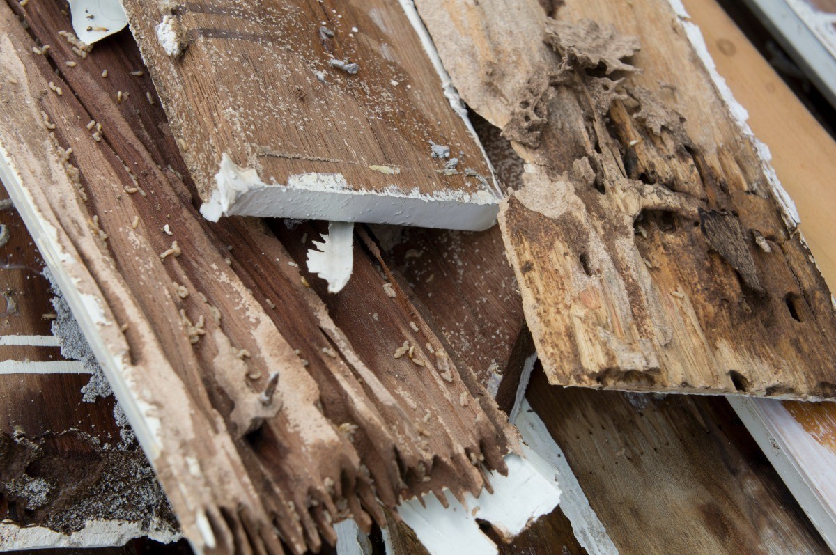 Buying a House with Termites? | ThriftyFun