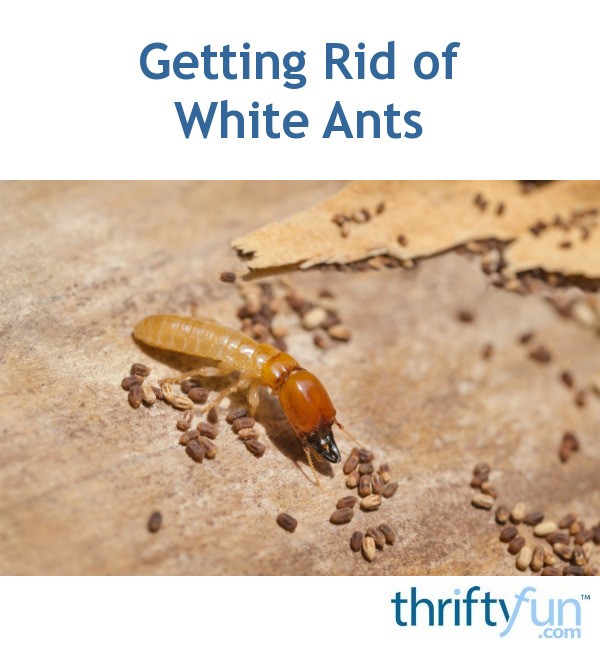 Getting Rid of White Ants ThriftyFun