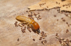 A termite or white ant with eggs.