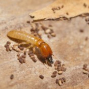 A termite or white ant with eggs.