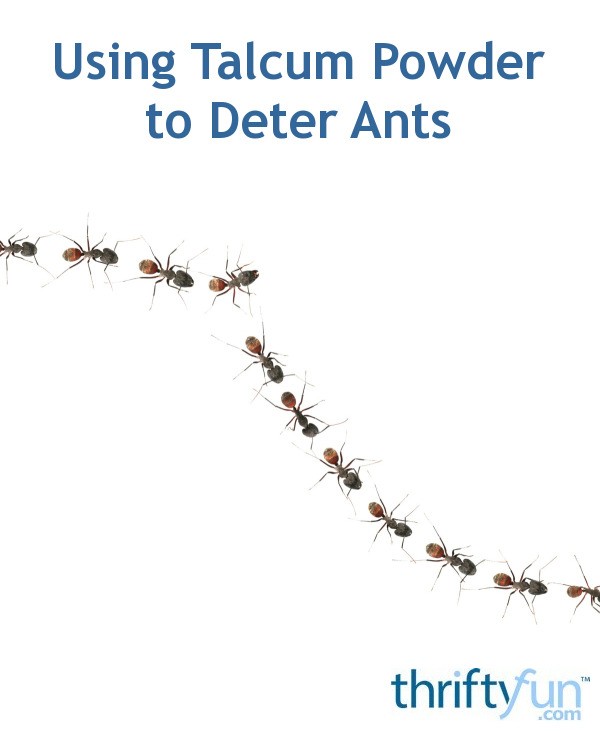 Using Talcum Powder to Deter Ants ThriftyFun