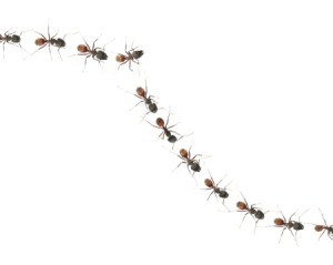A line of ants on a white background.