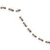 A line of ants on a white background.