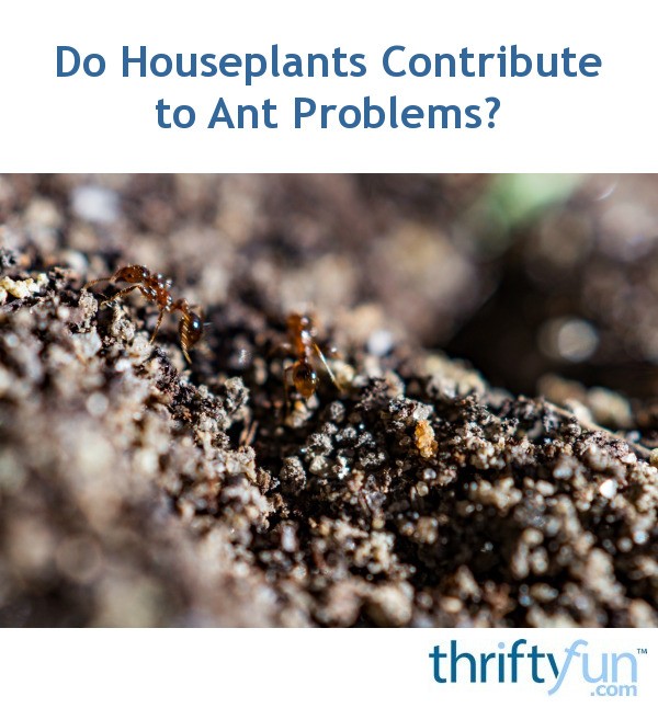 Do Houseplants Contribute to Ant Problems? ThriftyFun