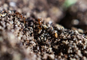 Ants storing food in dirt.