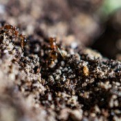 Ants storing food in dirt.