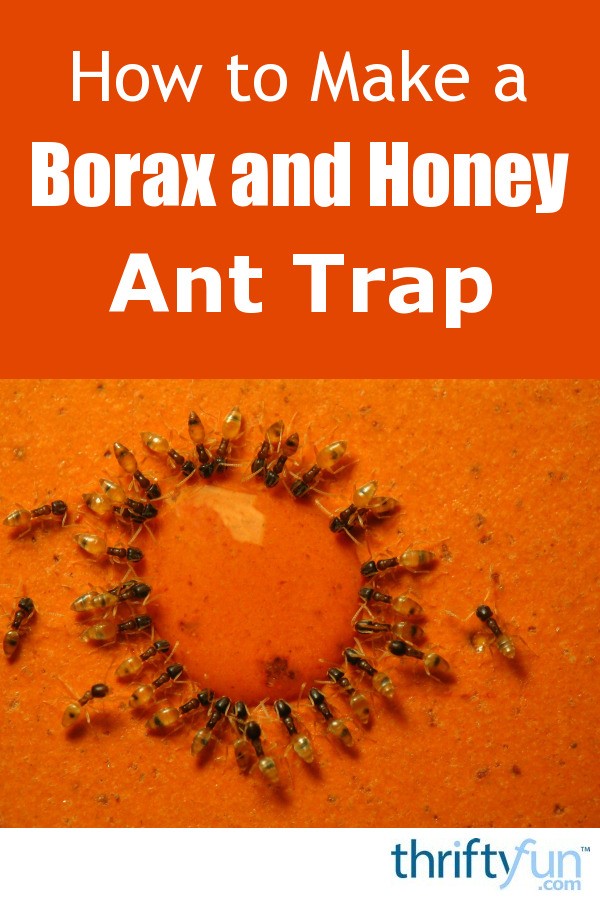 Making a Borax and Honey Ant Trap