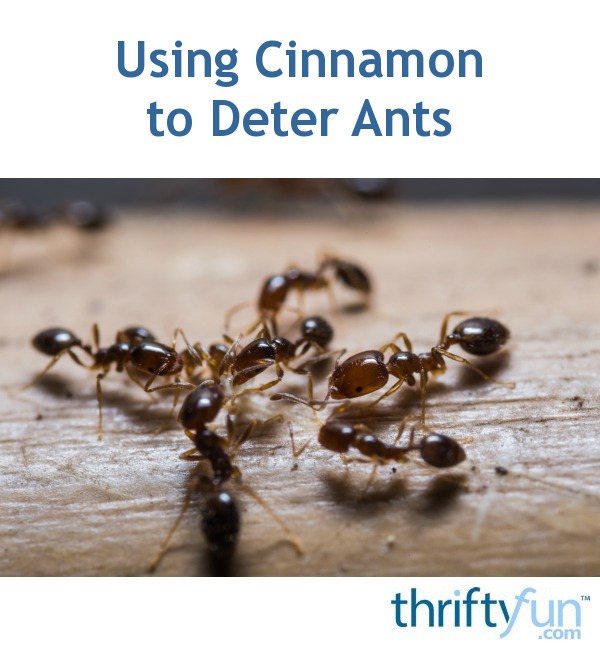 Using Cinnamon to Deter Ants ThriftyFun