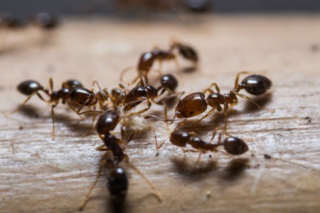 Some ants on a wood floor.