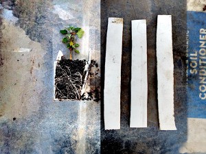 Easy Transfer Of Seedlings And Rootings - seeding with strip still up both sides