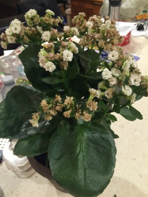 Identifying a Houseplant - plant with large dark green leaves and clusters of small white flowers