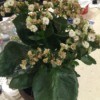 Identifying a Houseplant - plant with large dark green leaves and clusters of small white flowers