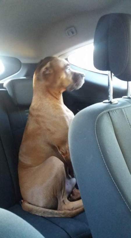 What Breed Is My Dog?  - dog sitting on back seat in a car