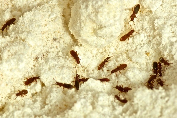 Small Bugs In Flour