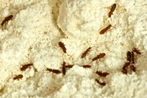 Bugs that have infested a flour jar.